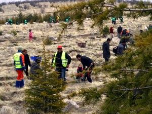 Selçuklu Belediyesi 5 bin fidanı toprakla buluşturdu