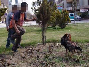 Gofretine horoz dövüşü yapılıyor!
