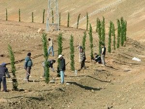 Kulu Makas Köprülü kavşağı fidanlarla donatılıyor