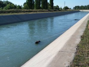 Sulama kanalına düşen büyükbaş hayvanlar kurtarıldı