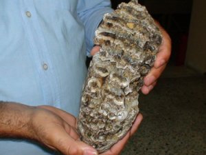 Konya’da Mamuta Ait 2,5 Milyon Yıllık Diş Fosili Bulundu
