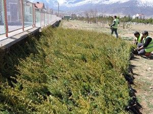 Seydişehir'de hedef 15 bin fidanı toprakla buluşturmak