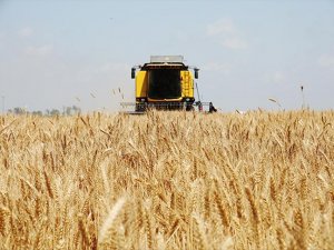 2016 yılı buğday taban fiyatı açıklandı