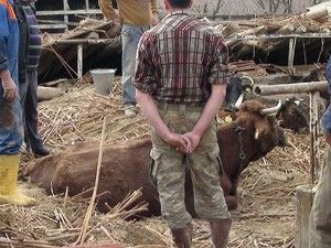 Ahır çöktü, hayvanlar enkaz altında kaldı