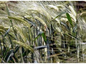 Tahılda Üretim Ve Kullanım Kayıpları Büyük Boyutlarda