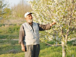 Emekli maaşı ile 600 fidan dikti