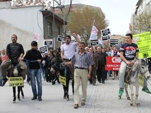 Zamlara eşekli tepki