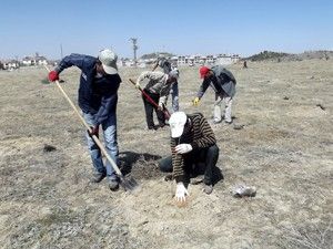 Karapınar'da fidan dikimi