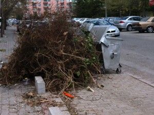 Ağaçlardan kesilen dallar çöp kenarlarına yığıldı