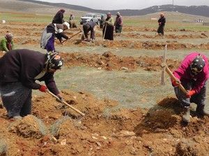 Toprak erozyonunu ağaçlandırma önleyecek