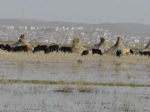 Beyşehir Gölü suları yükseldi otlaklar sular altında kaldı