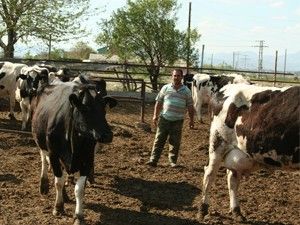 Seydişehir'de 2 köyde şap karantinası
