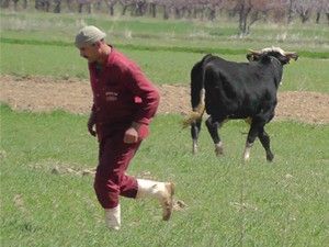 Beyşehir'de kaçan boğa, uzun uğraşı sonucu yakalandı
