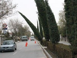 Ağaçlar fırtınaya dayanamadı