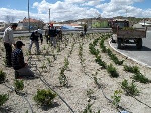 Karapınar Belediyesi'nden ağaçlandırma çalışması