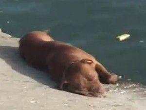 Denize giren çocuğa köpek saldırdı