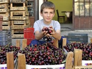 Ereğli'de ilaç kalıntısız kiraz eğitimi