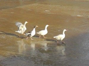 Kaz'ların kanal keyfi