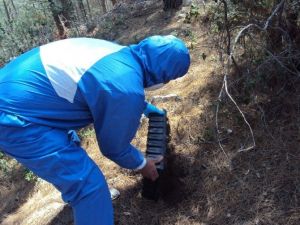 Antalya’da Çam Kese Böceğine Karşı Etkin Mücadele