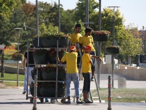 Direkler saksılı çiçeklerle donatılıyor