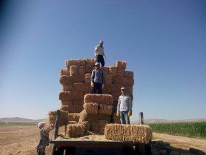 Aydın'a saman Konya’dan gidiyor