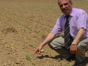Yağış olmayınca çiftçi zor duruma düştü