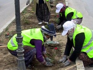 Ereğli, 70 bin gül ve çiçekle donatılacak