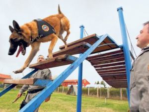 ABD'nin köpeklerini Türk polisi yetiştirecek