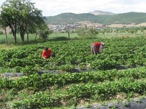 Konya'nın dağ köyleri, AB'ye organik tarımla girecek