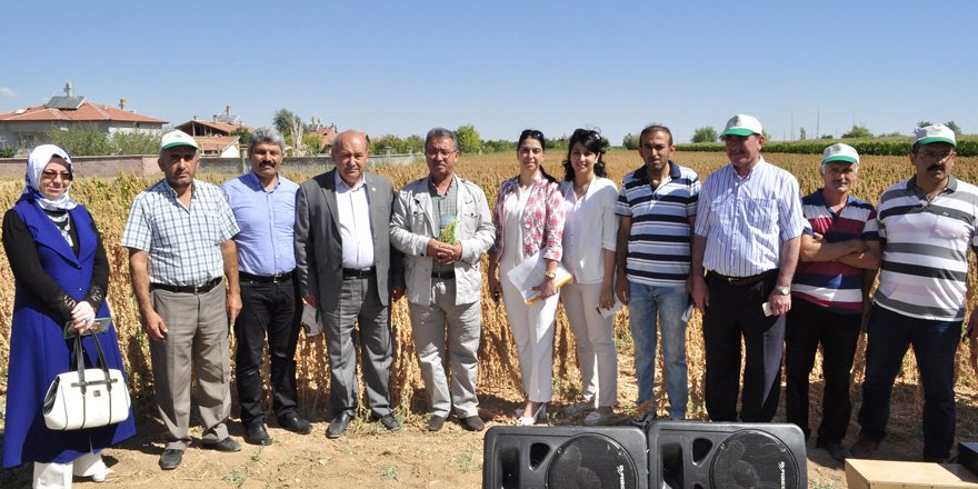 Kinoanın ilk hasadı yapıldı