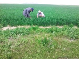 Karapınar'da kımıl mücadelesi sürüyor