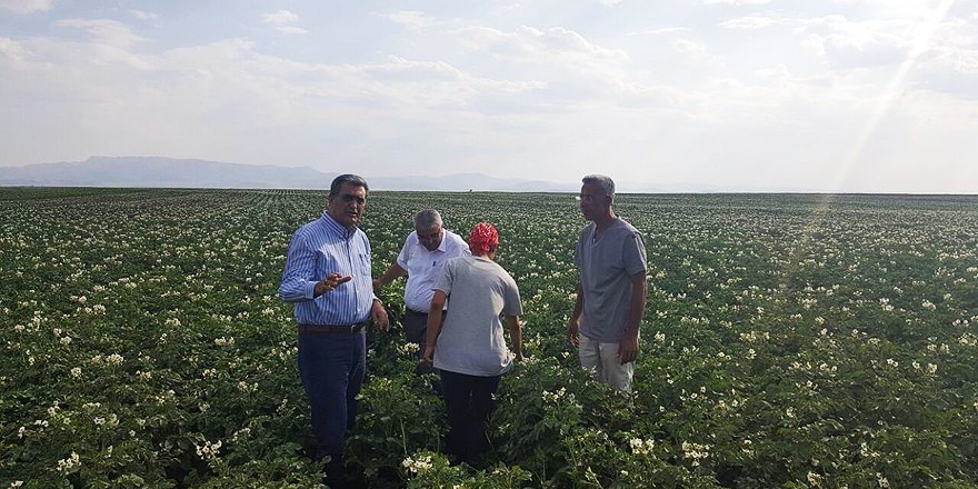 Konya Şeker, yerli patates tohumu üretti