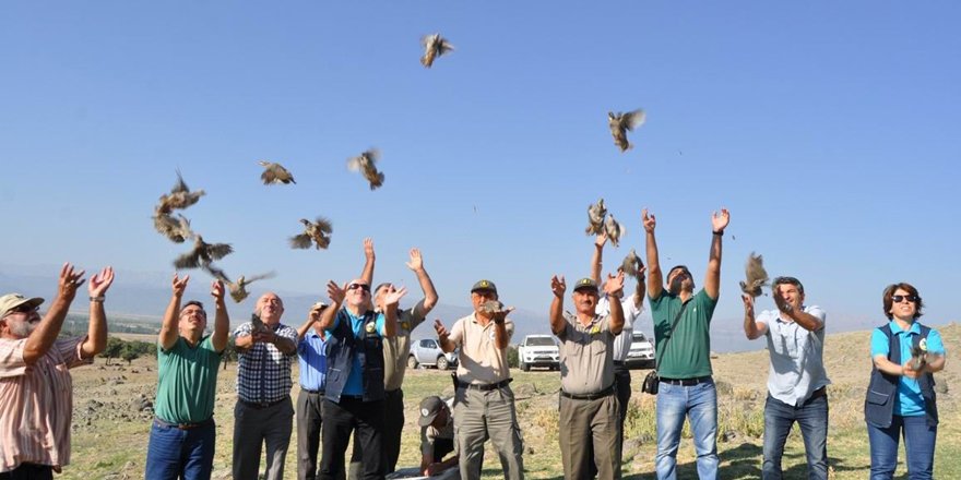 Seydişehir’de 400 adet keklik doğaya bırakıldı