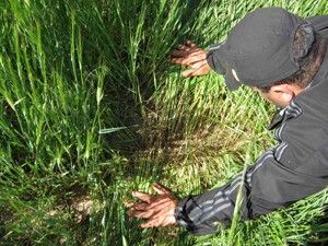 Kulu'da süne ile mücadele başladı