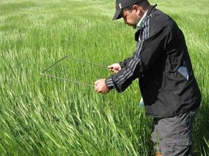 Kulu'da süne ile mücadele başladı