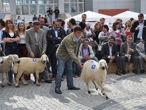 ''Karaman'ın kuzuları'' yarıştı