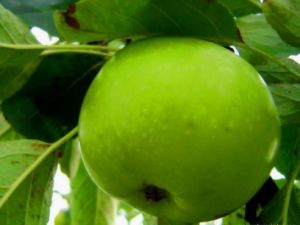 Günde 1 elma birçok hastalığı önlüyor