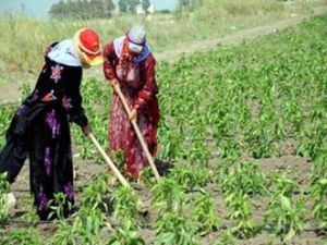 Tarımda alan küçüldü, verim arttı