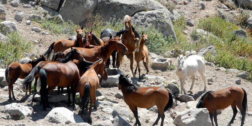 Yılkı atları susuz kaldı