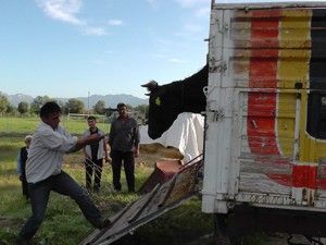 6 Süt ineğinden 5'i bulundu