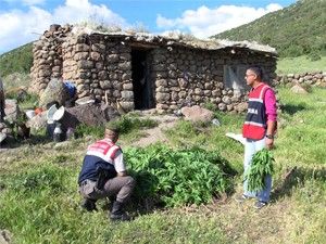 Konya'da bin kök Hint keneviri