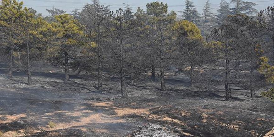 Maytap, 30 dekar ormanı kül etti