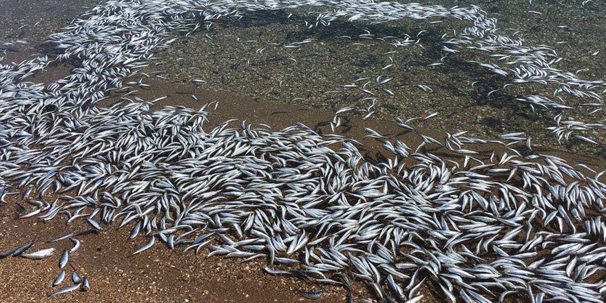 Mersin’de ölü balık alarmı