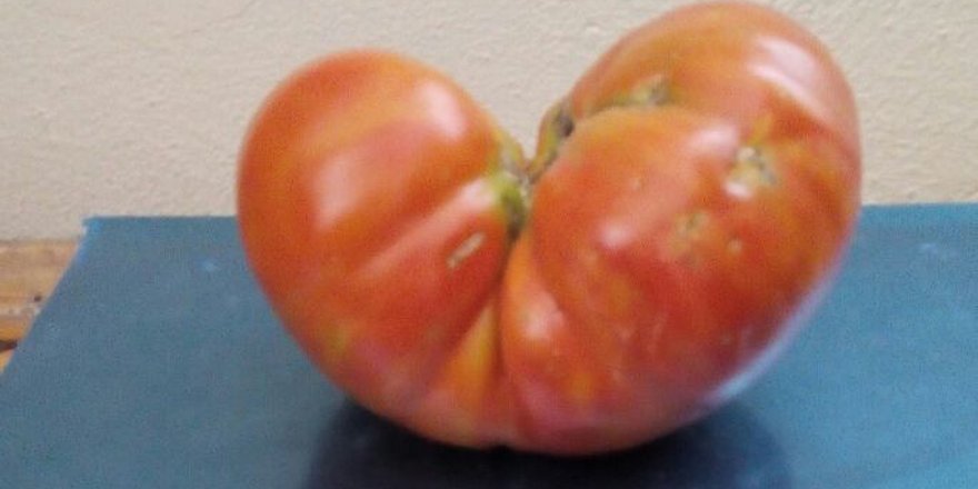 Konyalı çiftçi 1 kiloluk domates yetiştirdi