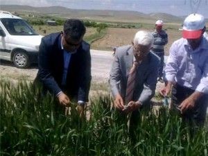 Süne ve kımıl mücadelesi