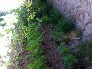 500 kök Hint keneviri ele geçirildi