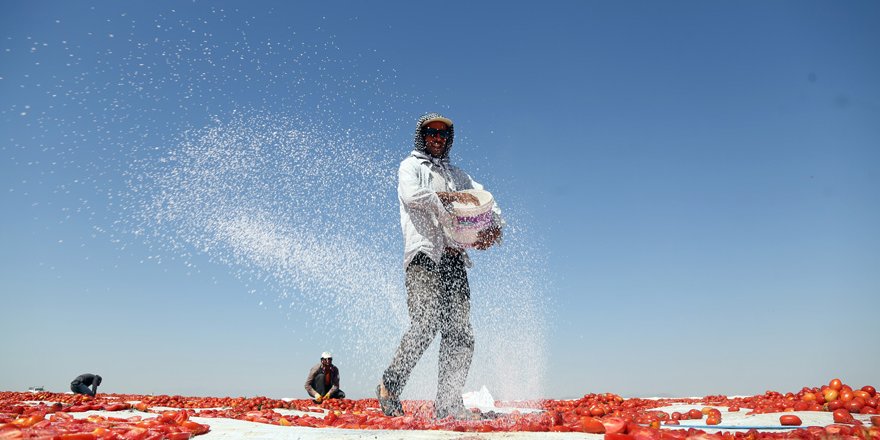 Kurutulan Türk domatesleri Avrupa mutfağında