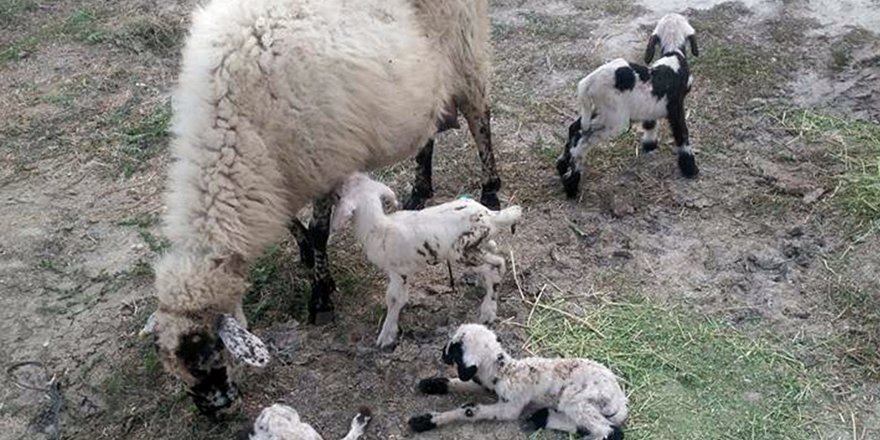 Konya'da bir koyun beşiz doğurdu