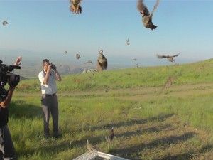 Kınalı keklikler doğaya bırakıldı