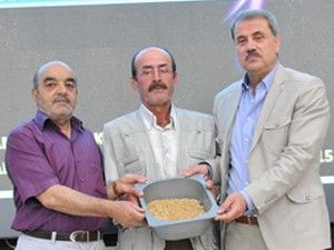 Konya Ovasının ilk mahsul buğdayı